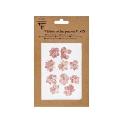 FLEURS SECHEES PRESSEES, 10pces, Rose_1